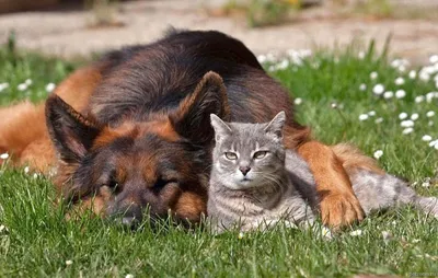 Дружба кошки и собаки пушистые …» — создано в Шедевруме