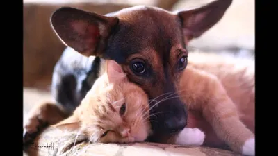 Дружба животных собак и кошек - 74 фото