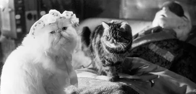 Фильм «Кошки против собак: Месть Китти Галор» в кинотеатрах Владивостока.  Купить билеты!