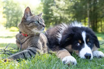 Кошки против собак: какие животные популярнее в Сети? • БрянскНОВОСТИ.RU