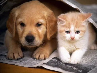 Кошки против собак» — создано в Шедевруме