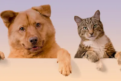 Кадры из фильма: Кошки против собак: Месть Китти Галор