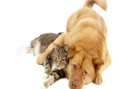 10 лет спустя: Появился трейлер третьей части семейной комедии «Кошки  против собак»