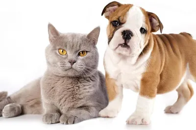 Кошки против собак: кого владимирцы любят больше?
