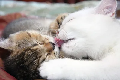 Картинки кошки целуются