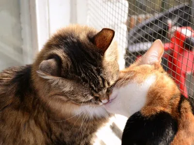 две рыжие кошки целуются на тигре. Стоковое Фото - изображение  насчитывающей меховой, счастливо: 236832888