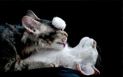 Картинки кошки целуются фотографии