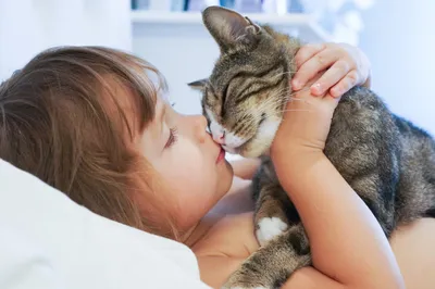 Как кошки целуются; почему кошки не любят, когда их трогают; любят ли кошка  хозяина; почему кот гадит мимо лотка, зоопсихолог о кошках - 5 мая 2022 -  74.ru