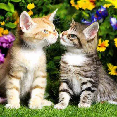 Почему нельзя целоваться с котом | Мир домашних животных | Дзен