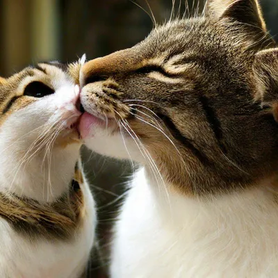 Мама кошка вылизывает и целует своего котенка Умывает и ухаживает за  котятами и котенок целует маму | Animals, Cats