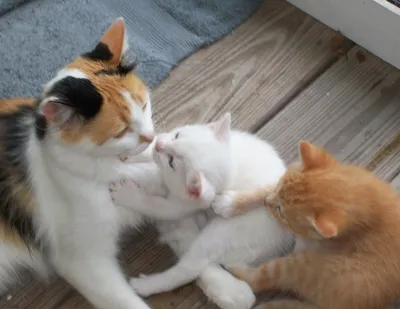 Мама кошка целует котенка. Кошка обнимает котенка и прижимает морду котенка  к своей. Кошка крепко держит ребенка котенка. Кошка серая, пушистая.  Котенок маленький, белый с рыжим. Семья кошек. Stock-Foto | Adobe Stock