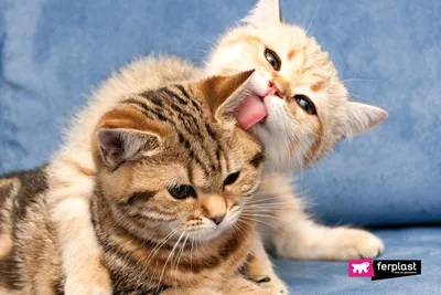 Кошки целуются - YouTube