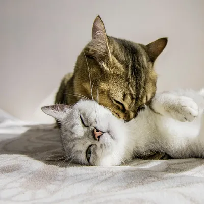 Кот целует кошку» — создано в Шедевруме