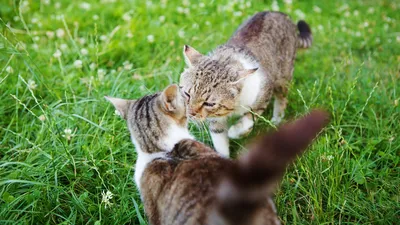 Они умеют целоваться, но необычным способом»: зоопсихолог рассказала, как  завоевать любовь кошки - Росбалт