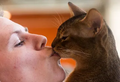 Любят ли кошки целоваться? | Мир вокруг | Дзен