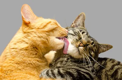Почему нельзя целоваться с котом | Мир домашних животных | Дзен