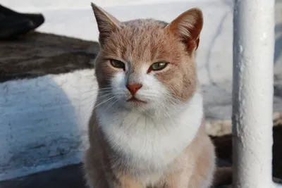 Кошка целует кошку» — создано в Шедевруме