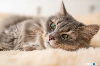 Юзеров Сети тронуло видео любвеобильной кошки, которая целует хозяина —  Курьезы