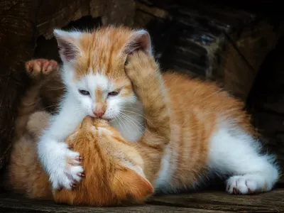 Кот пушистый обнимает кошку а кошка…» — создано в Шедевруме