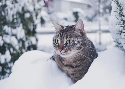 Картинки кошки зимой