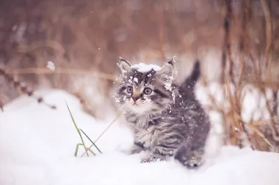Коты зимой (53 фото) - 53 фото