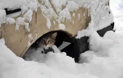 Помогите выжить кошкам! Не проходите мимо них зимой!
