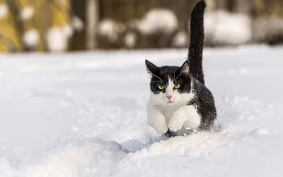 Коты зимой (53 фото) - 53 фото