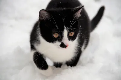 Маленький Красный Котенок Зимой Сидит Глубоком Снегу Лицо Кошки Покрыто  стоковое фото ©vvvita 482859000