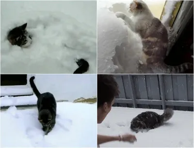 Ветеринар рассказал, почему кошки так много спят зимой - Новости Тюменского  муниципального района