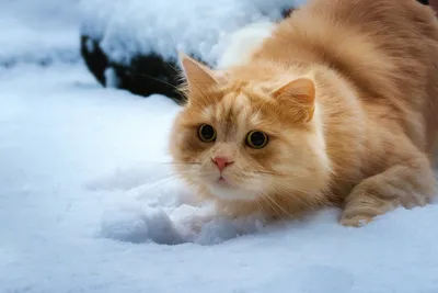 Подобрали кошку на морозе — как спасти и не навредить — Ревда-инфо.ру