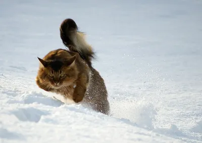 Новости Украины: уличные коты могут замерзнуть через 40 минут, как помочь  им выжить зимой — Украина