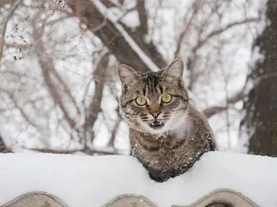 Тюменцам рассказали, могут ли кошки самостоятельно выжить на улице зимой