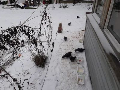 Зима, холода, одинокие коты…» Истории кошек, спасенных с дач - Питомцы  Mail.ru