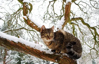 Мерзнут ли кошки зимой в квартире? ⠀ Все зависит от температуры за окном,  от отопления в квартире, а также от качеств самой кошки.… | Instagram