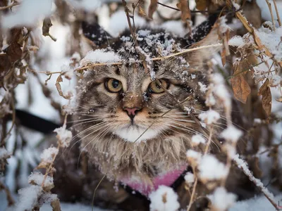 Европейская короткошерстная кошка стоит зимой со снегом на шерсти. |  Премиум Фото