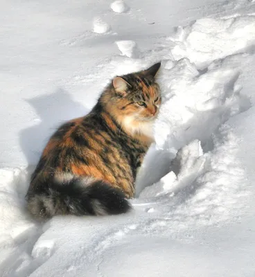 Кошка зимой: уход, кормление, лечение | Блог зоомагазина Zootovary.com