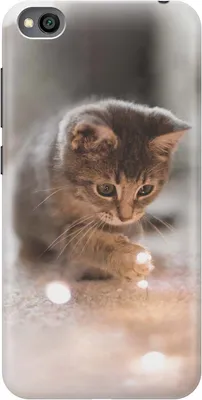 Серый Newborn котенок около мобильного телефона Младенец вызывает к Mot  Стоковое Изображение - изображение насчитывающей звонок, беспомощно:  118778165