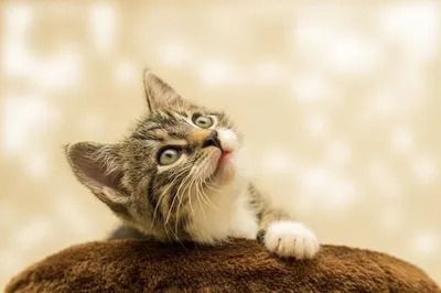 Kitten Влажный корм (пауч) для котят, с ягненком и говядиной в соусе, 100  гр., цены, купить в интернет-магазине Четыре Лапы с быстрой доставкой