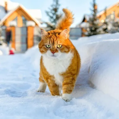 Картинки котята зимой фотографии