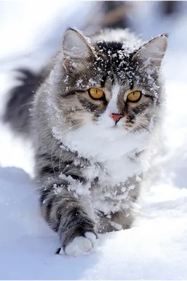 Снежная кошка (58 фото) - 58 фото