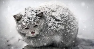 ㅤㅤㅤㅤㅤㅤ Очень Красивый Котенок, Зимой…» — создано в Шедевруме