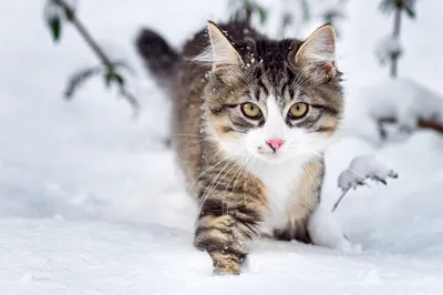 Фото кошек зимой. ТОП фото 43 шт. | Домашние животные - самое важное | Дзен