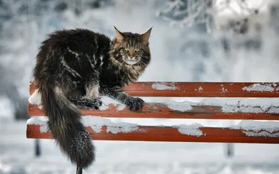киса в снегу | Котята, Кошки, Кот