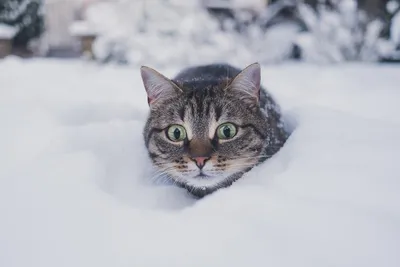 ❗️На улице выживают котята!❗️ Начинается зима, им срочно нужен дом!  Помогите, пожалуйста, им не замерзнуть на улице 🙏 Их 6-7 котеечек, … |  Instagram