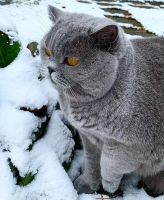 Котик в снегу (56 фото) - 56 фото