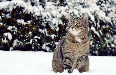 Котенок Зима Кот - Бесплатное фото на Pixabay - Pixabay
