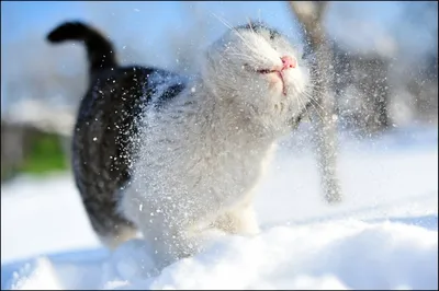 Портрет Маленького Рыжего Котенка Идущего Снегу Зимой Метель стоковое фото  ©vvvita 202785624