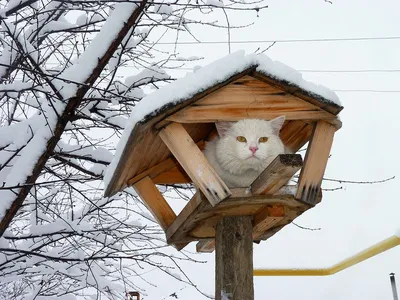 Щенки и котята зимой» — создано в Шедевруме