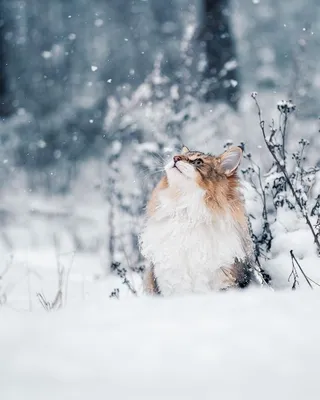 Кот Котенок Снег - Бесплатное фото на Pixabay - Pixabay