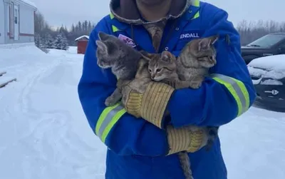 Котята на даче - скоро зима... | Пикабу